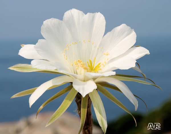 Fioriture di  