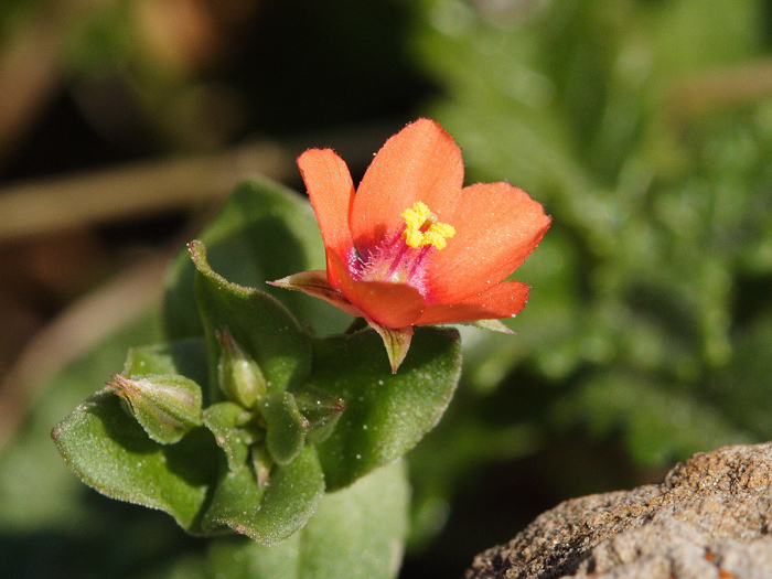 Fiore microscopico - Anagallis arvensis