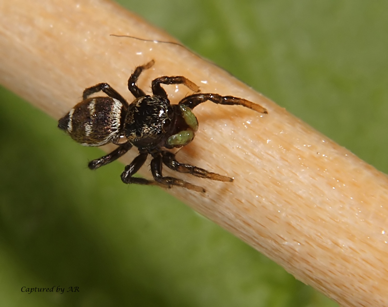 Strani riflessi (Heliophanus sp.)