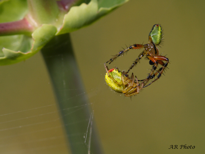 Accoppiamento Araniella sp.