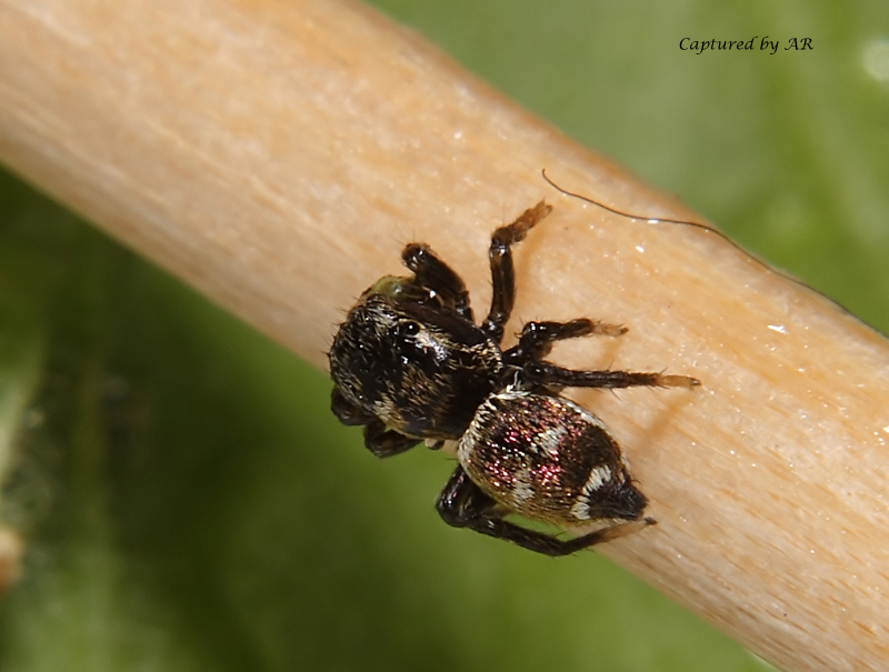 Strani riflessi (Heliophanus sp.)