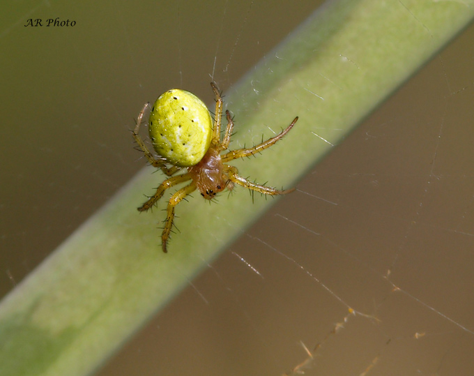 Accoppiamento Araniella sp.