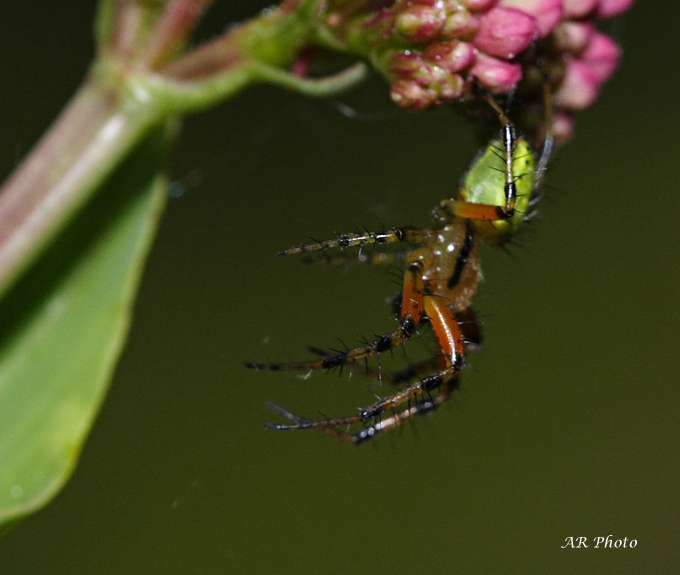 Accoppiamento Araniella sp.