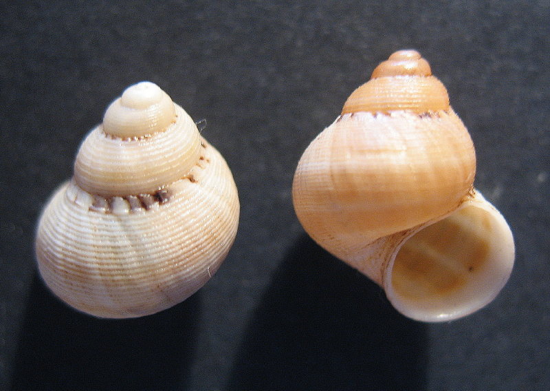 tudorella sulcata (Draparnaud,1805)