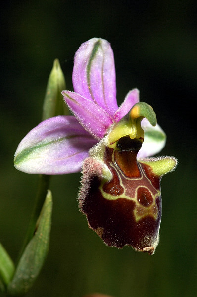 Ophrys apulica ?