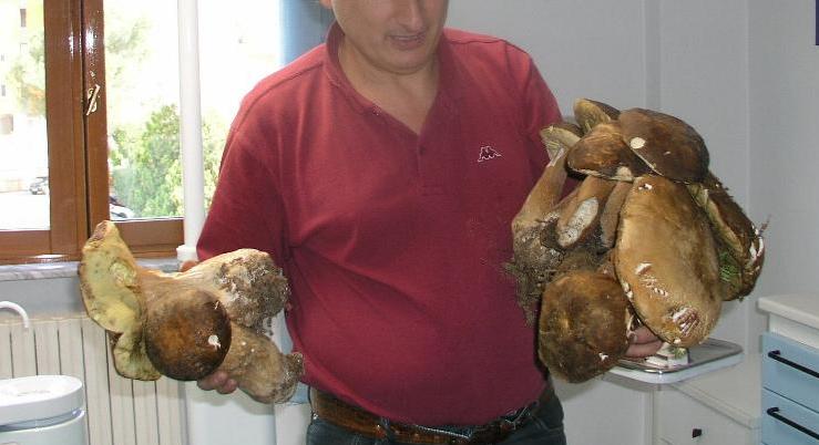 Porcini giganti