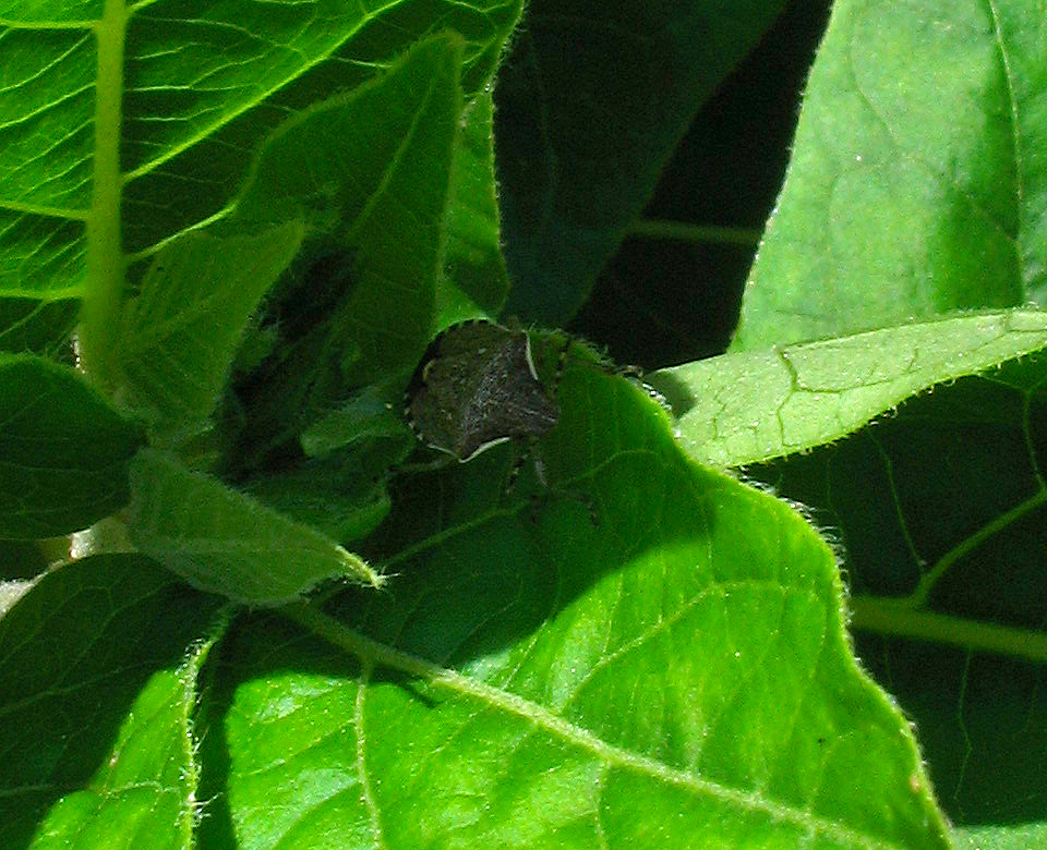 Pentatomidae: Holcostethus albipes