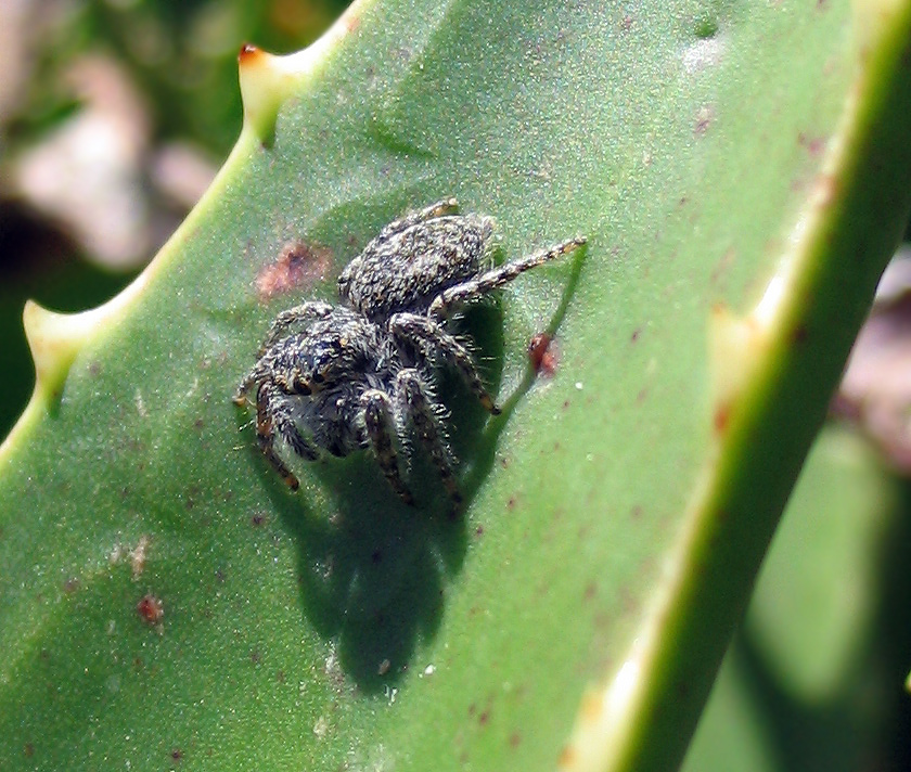 Philaeus crysops