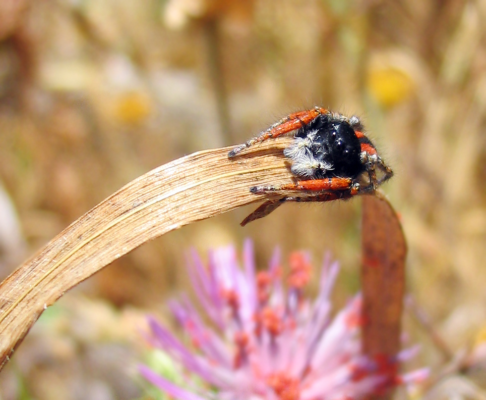 Philaeus crysops