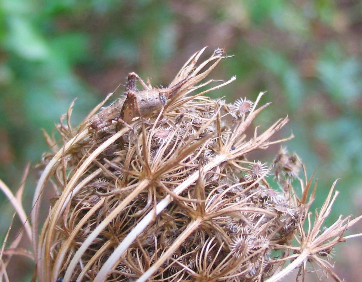 Ortottero: Arachnocephalus vestitus (Mogoplistidae)
