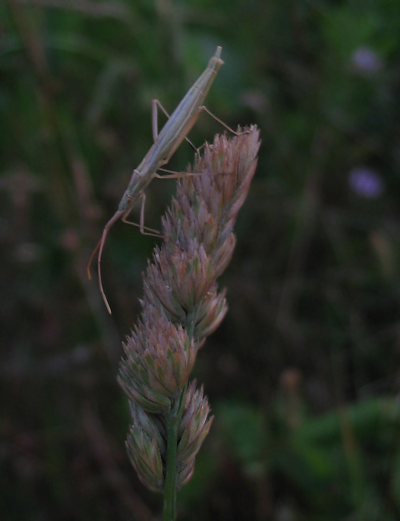 Megaloceroea e Chorosoma (Heteroptera)