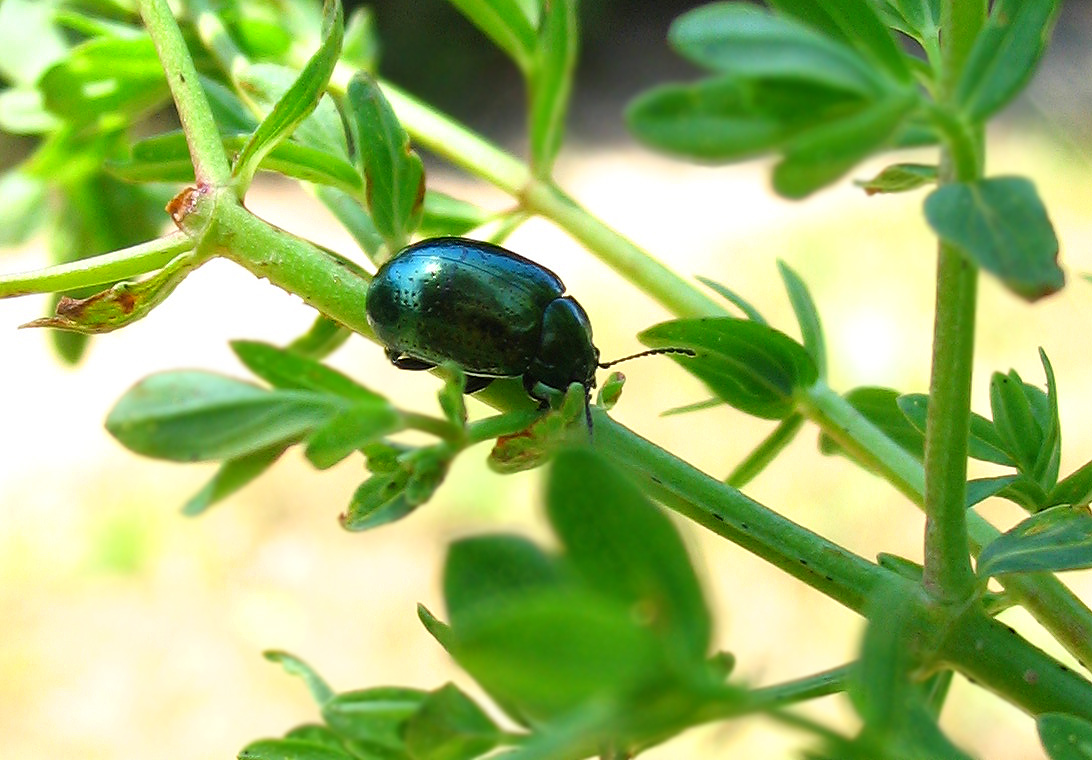 Carellata di Chrysomelidae