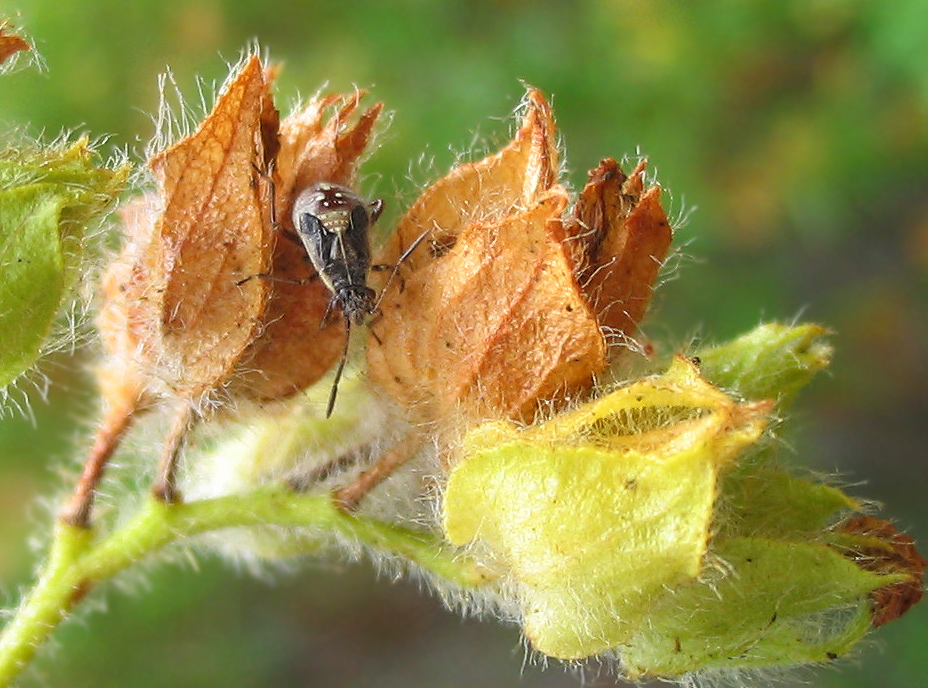 Giovane coppia di Rhopalidae?