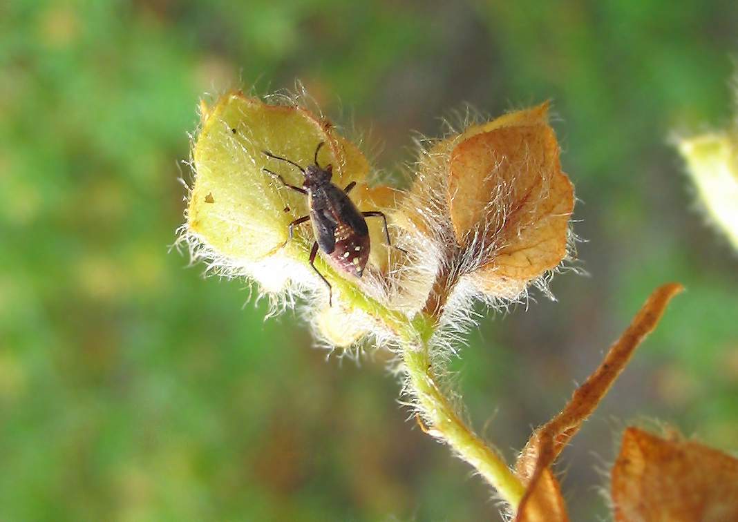 Giovane coppia di Rhopalidae?