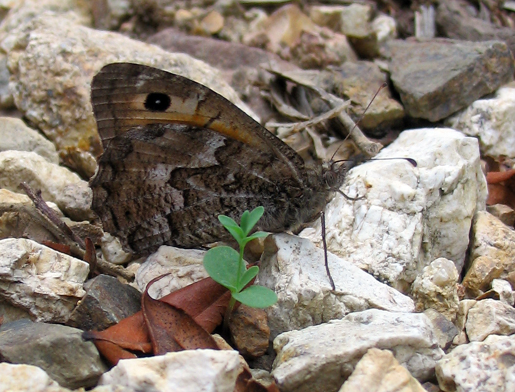 Hipparchia semele