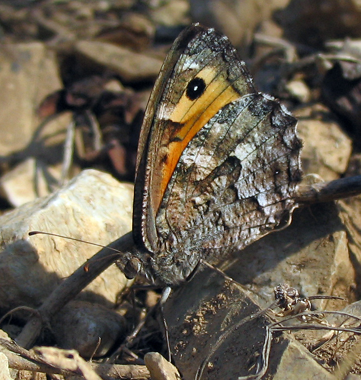 Hipparchia semele