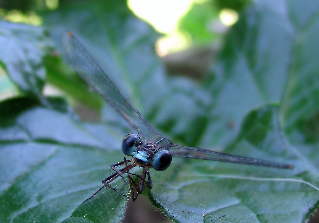 Chalcolestes viridis