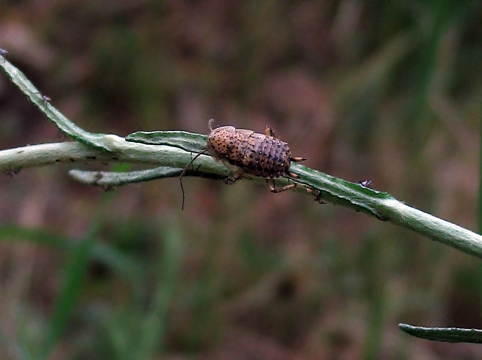 Larva di Ectobius sp.