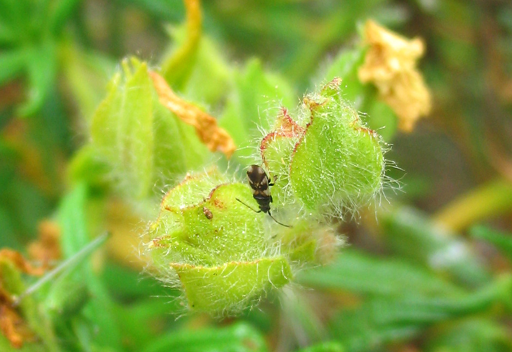 Heteroptera: esemplare minuscolo di Macroplax
