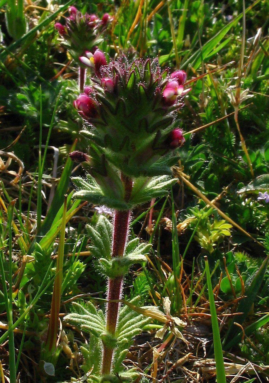 Parentucellia latifolia (L.) Caruel / Perlina rossiccia