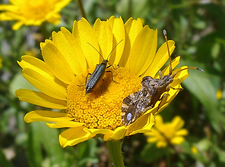 Centrocoris variegatus