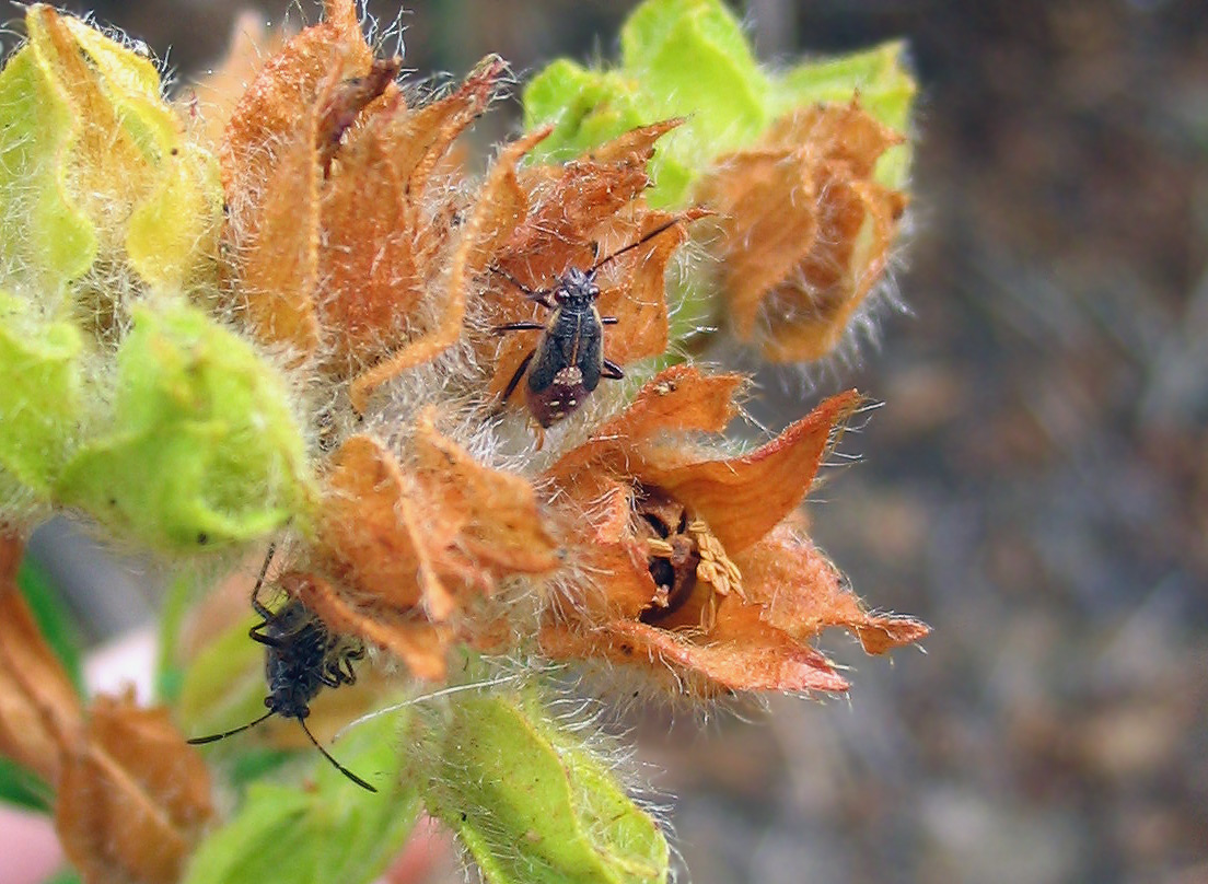 Giovane coppia di Rhopalidae?