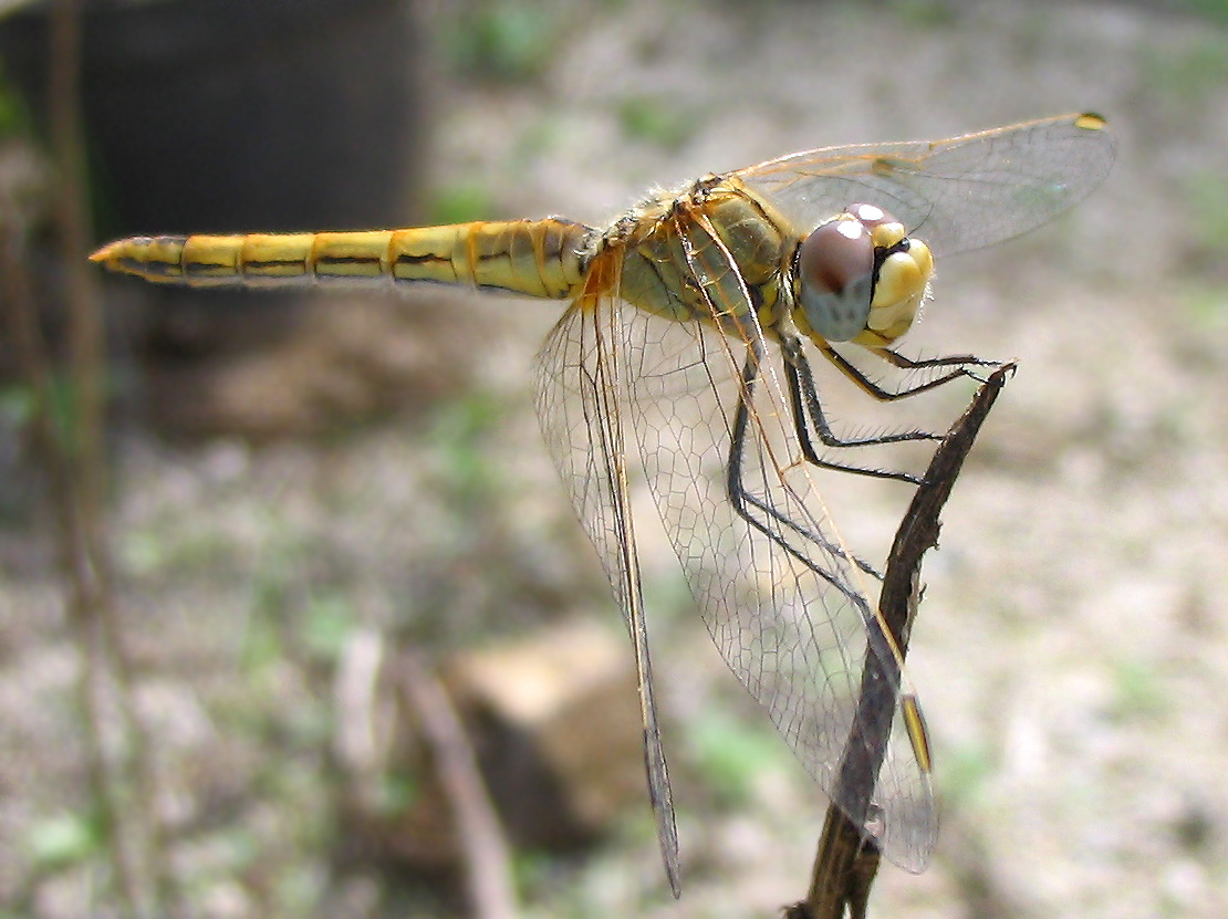 Odonata: Sympetrum fonscolombii (femmina)