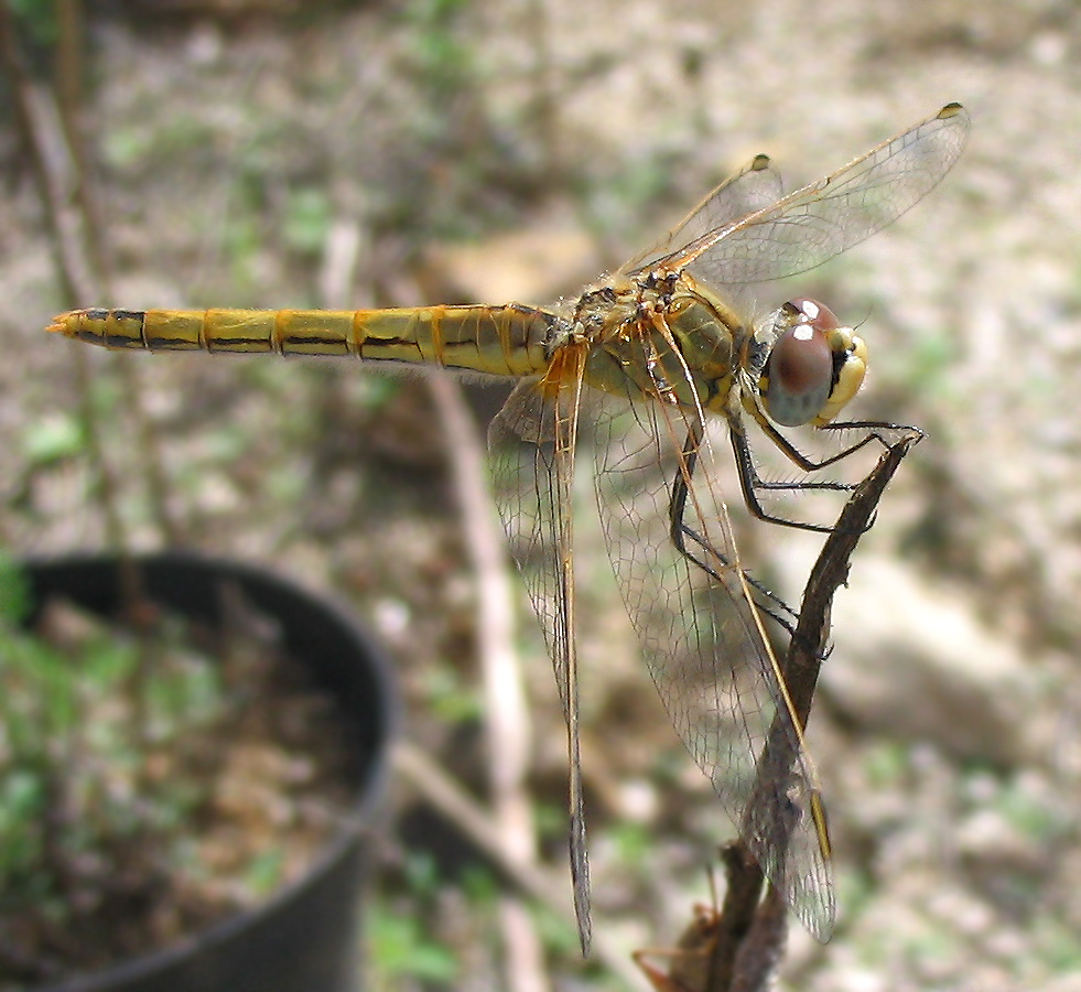 Odonata: Sympetrum fonscolombii (femmina)