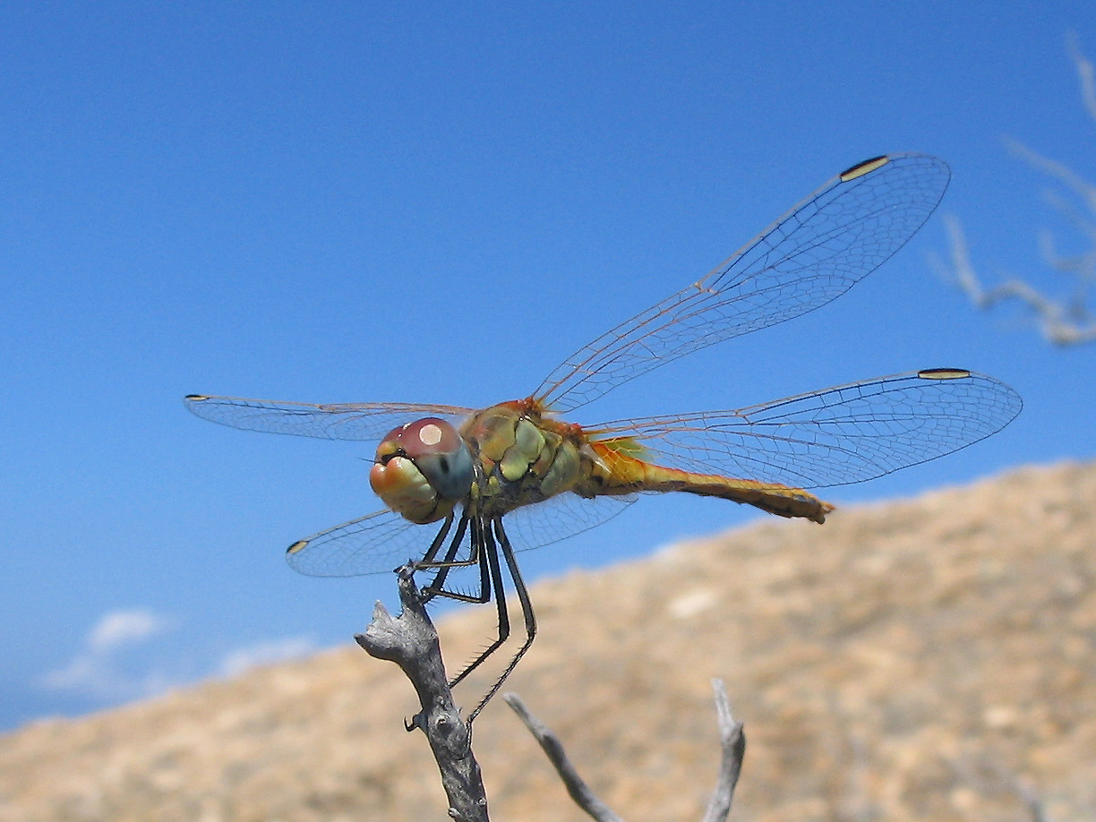 Sympetrum fonscolombii