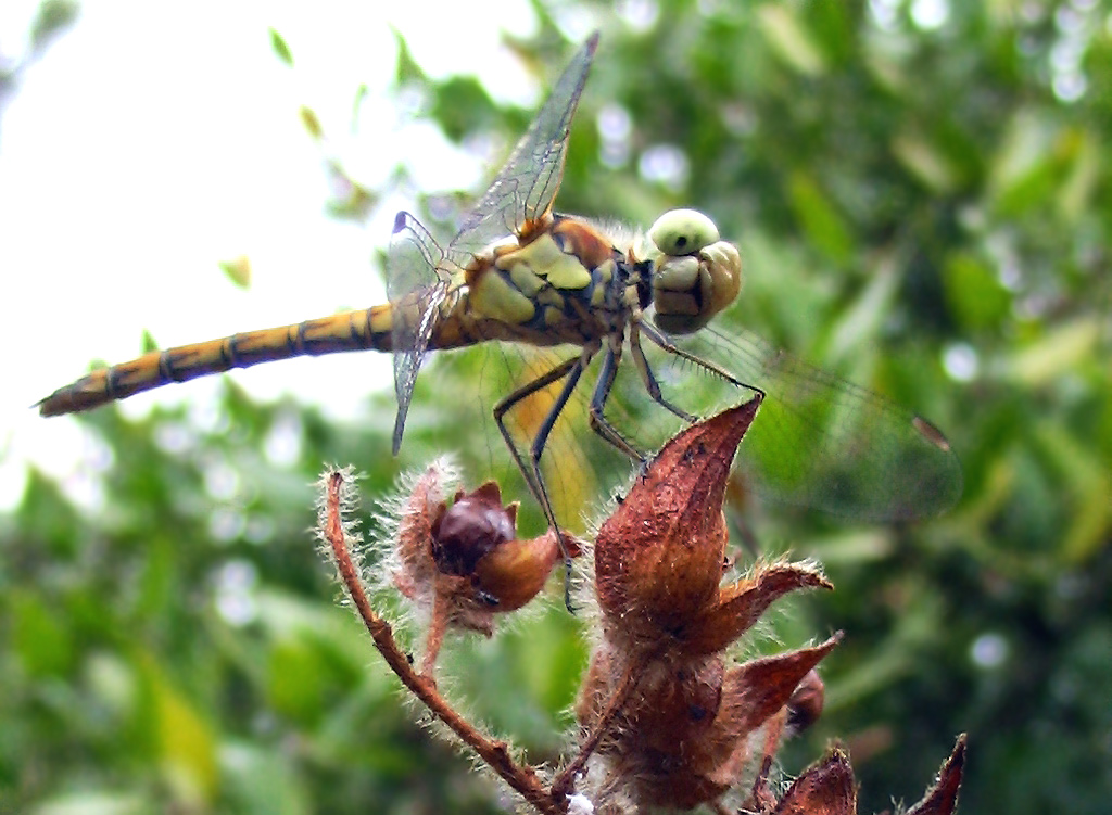 Sympetrum striolatum (Odonata, Libellulidae)