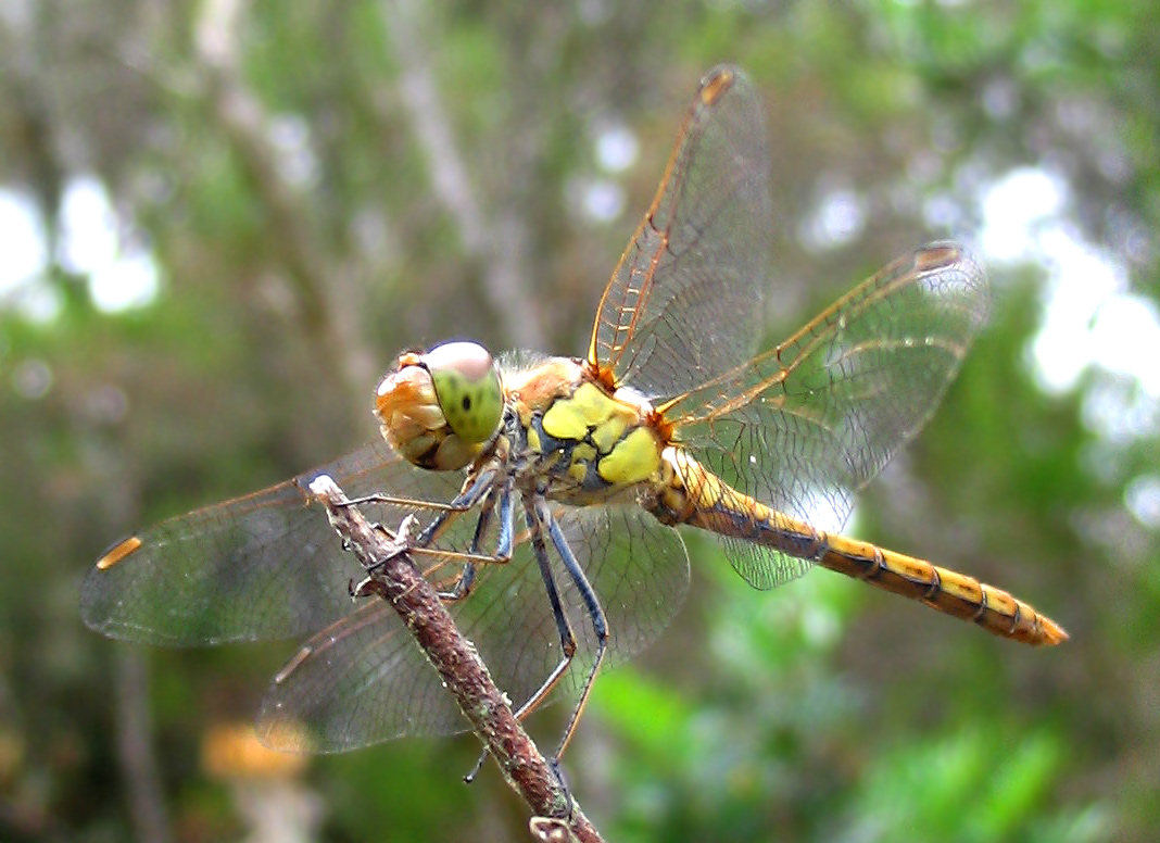 Sympetrum striolatum (Odonata, Libellulidae)