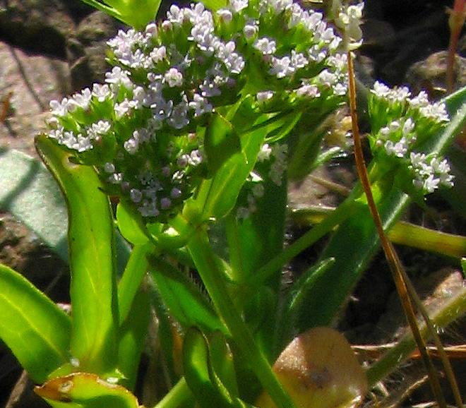 Valerianella??