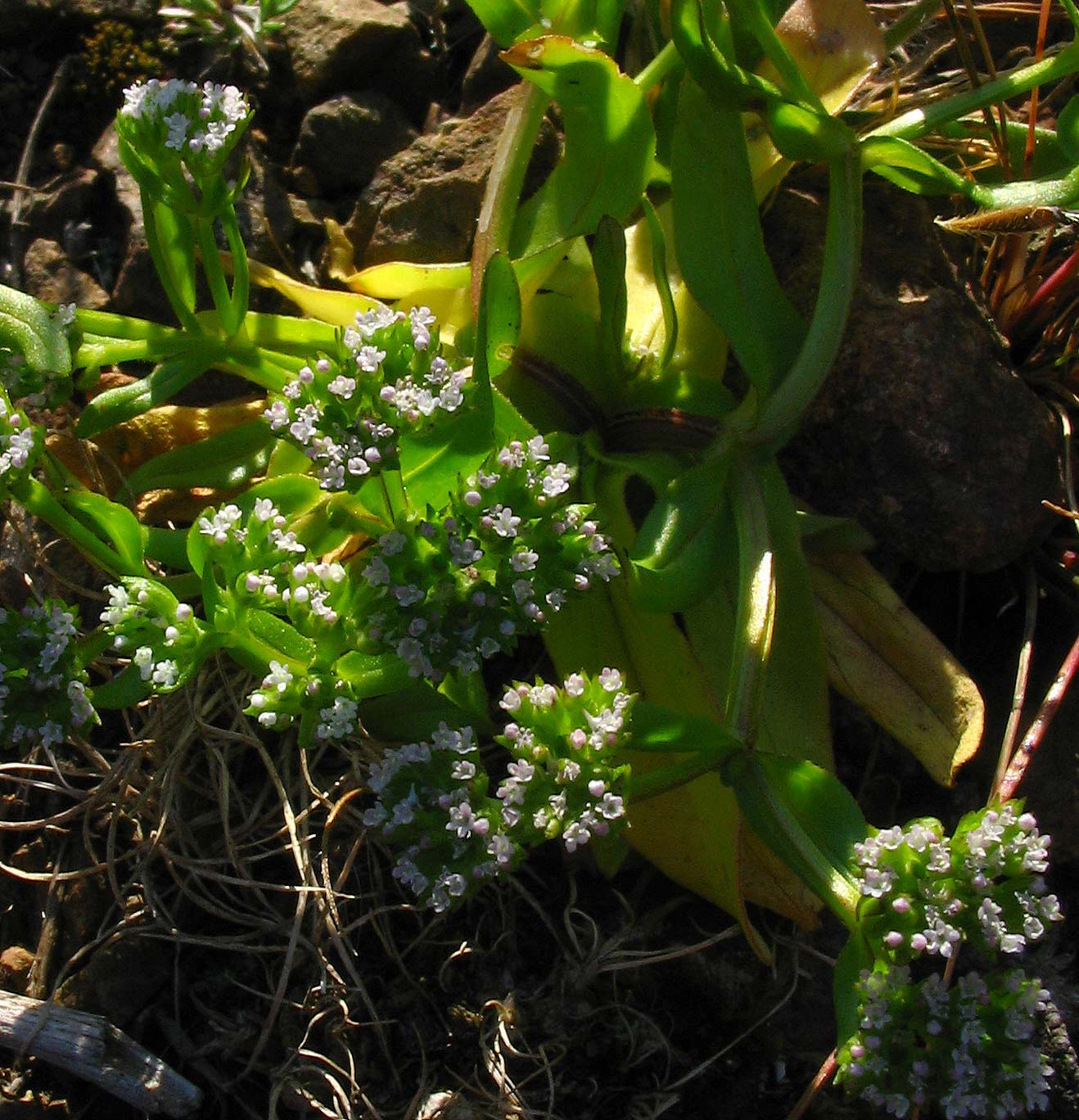 Valerianella??