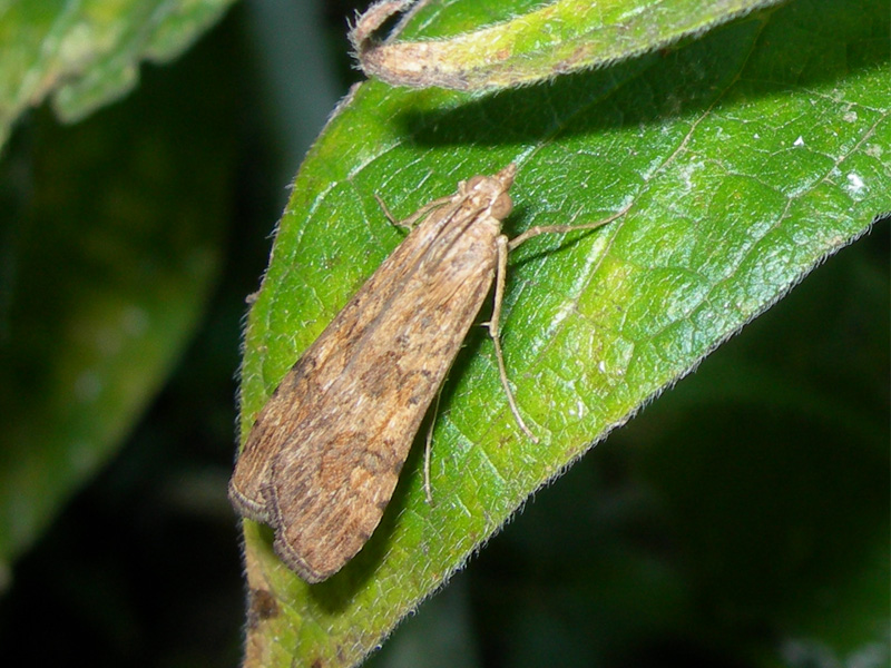 Nomophila noctuella