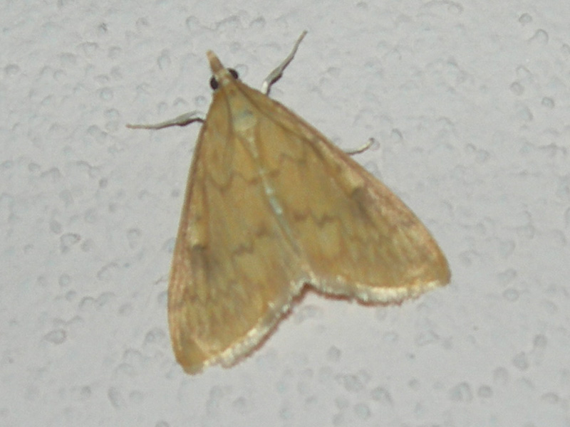 Nomophila noctuella