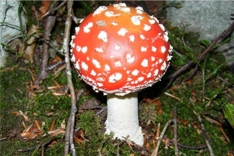 Amanita e Lepiota?