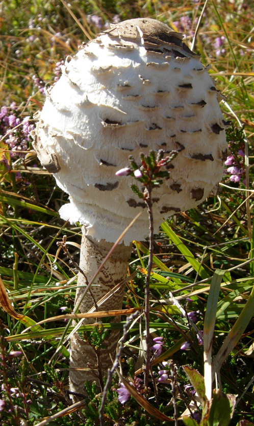 Amanita e Lepiota?