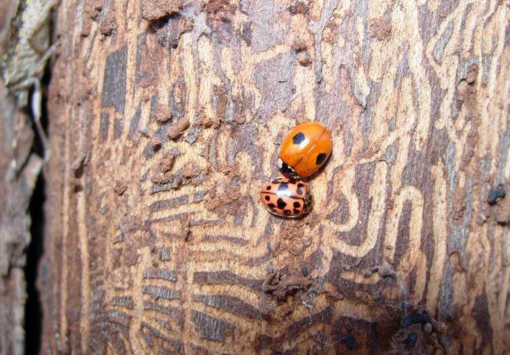 Harpalus sp.