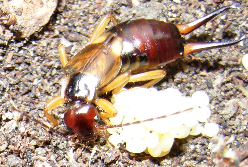 Cuore di mamma: Forficula auricularia