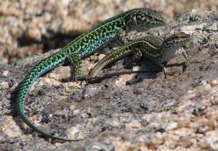 Podarcis tiliguerta in accoppiamento