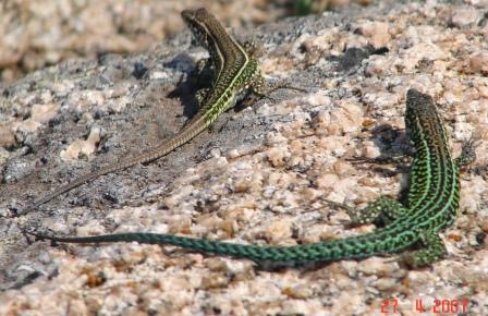 Podarcis tiliguerta in accoppiamento