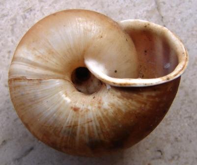 Chilostoma achates