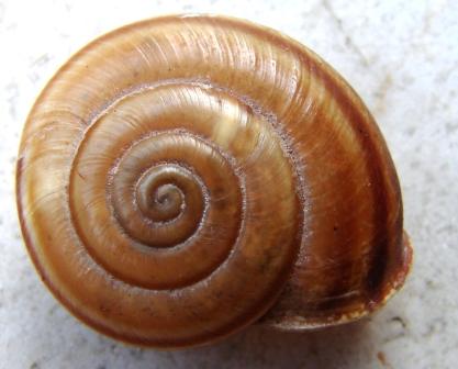 Chilostoma achates