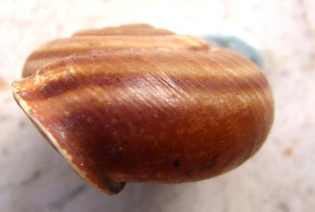 Chilostoma achates