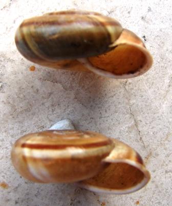 Chilostoma achates