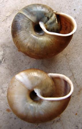 Chilostoma achates