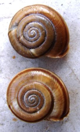 Chilostoma achates