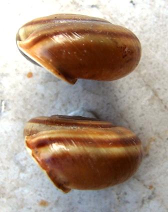 Chilostoma achates