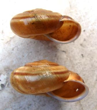 Chilostoma achates