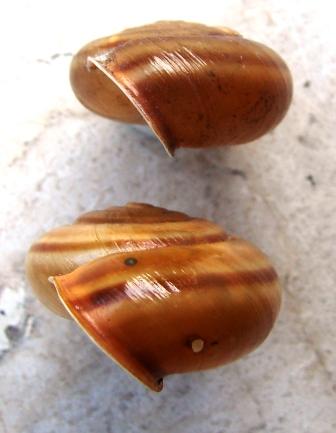 Chilostoma achates